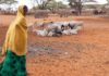 Sécheresse : le spectre de la famine plane toujours sur l’Afrique de l’Est – ONU
