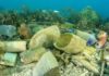 Biodiversité marine: 15 raisons de s’inquiéter pour la biodiversité marine menacée d’effondrement