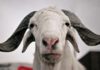 Choix du mouton de Tabaski : Les conseils des vétérinaires