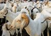 Dahra-Linguere: 55 moutons écrasés par un camion fou