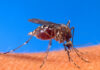Exclusive- 38,5 % de séropositivité : une étude révèle la prévalence des virus chikungunya et o’nyong-nyong au Sénégal